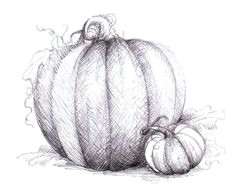 Drawing Ideas On Pumpkins 21 Best Pumpkin Images Pumpkin Sketch Pumpkin Drawing Pumpkins