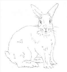 Drawing Ideas Rabbit 448 Best Drawing Images In 2019 Draw Animals Easy Drawings