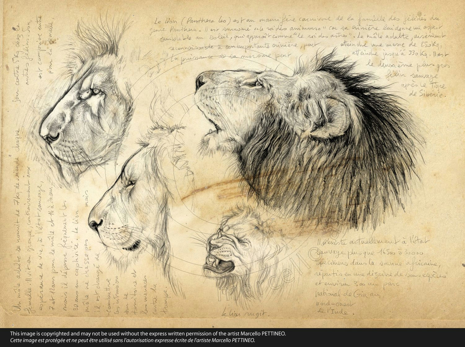 Drawing Ideas Realistic Animals Na 56 Lion Ma Le Beast Pinterest Lion Drawings and Animal Drawings