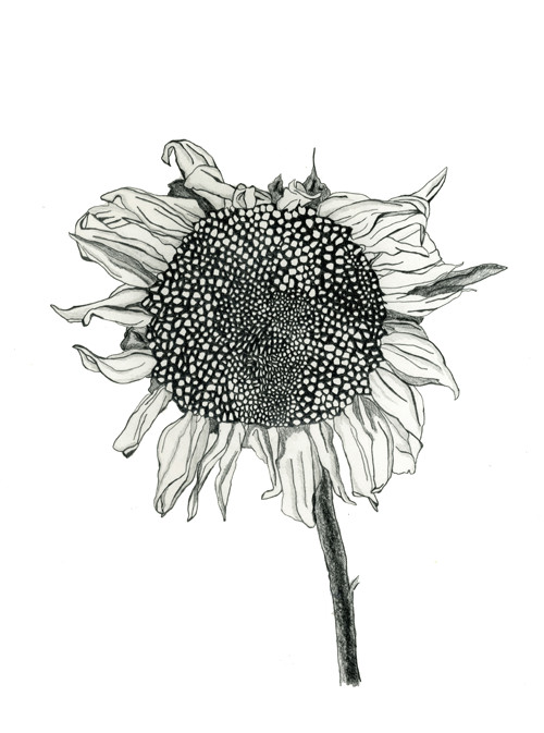 Drawing Ideas Sunflower Sunflower Drawing Google Search Art Inspiration Pinterest
