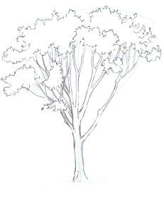 Drawing Ideas Trees 156 Best Drawing Trees Images In 2019 Drawing Trees Tree Drawings