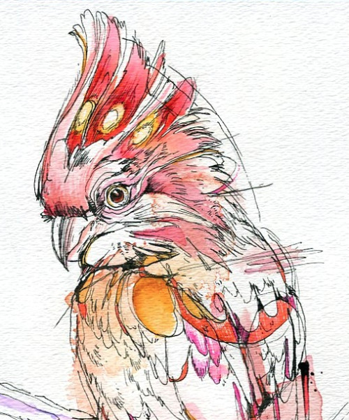 Drawing Ideas with Paint Major Mitchell Cockatoo Drawings Google Search Painting