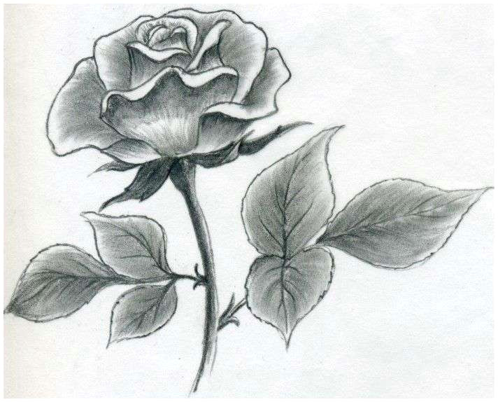 Drawing Images Of Rose Flowers 3 Ways Twitter Destroyed My Rose Flower without Me Noticing