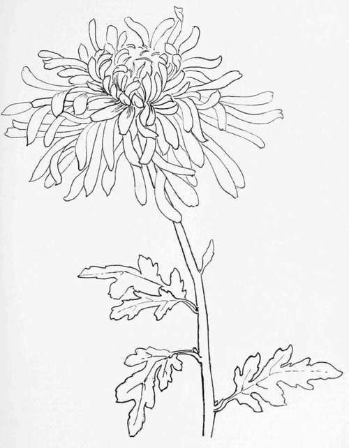 Drawing Japanese Flowers Chrysanthemum Engineer Print Artspiration Drawings Art