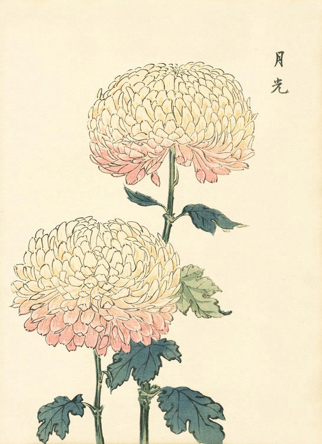 Drawing Japanese Flowers Flowers asian Art Illustrations Pinterest Art Prints and