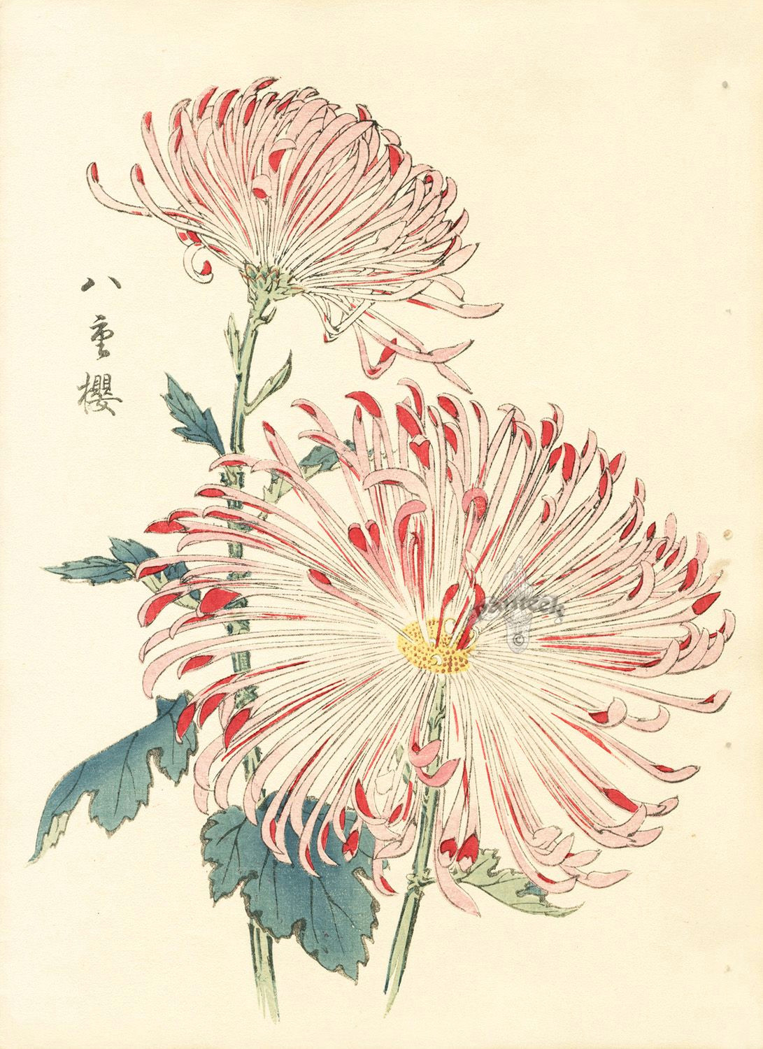 Drawing Japanese Flowers Keika Hasegawa Chrysanthemum Wood Block Prints D N D D D D N Dµd D