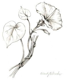 Drawing Jungle Flowers Draw A Jungle Vine Leaves and Vines Drawings Vine Drawing Vines