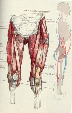 Drawing Knees 329 Best Character Anatomy Legs Images Figure Drawing Drawing