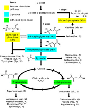 Drawing L and D Amino Acids Amino Acid Synthesis Revolvy