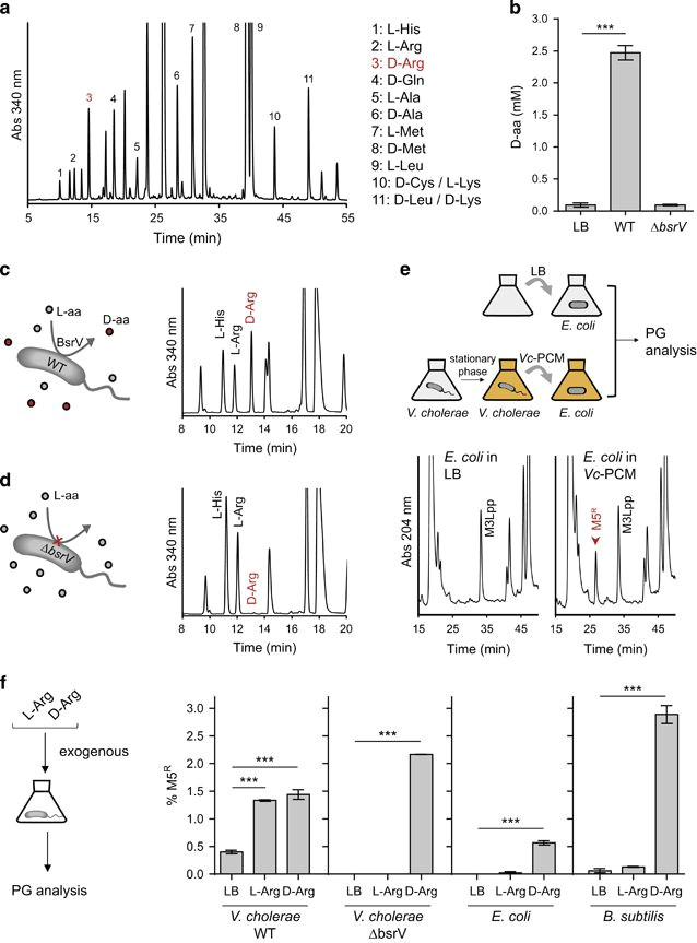 Drawing L and D Amino Acids Bacterial Secretion Of D Arginine Controls Environmental Microbial