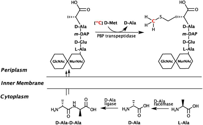 Drawing L and D Amino Acids Imaging Active Infection In Vivo Using D Amino Acid Derived Pet