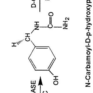 Drawing L and D Amino Acids Pdf Enzymatic Production Of D Amino Acids