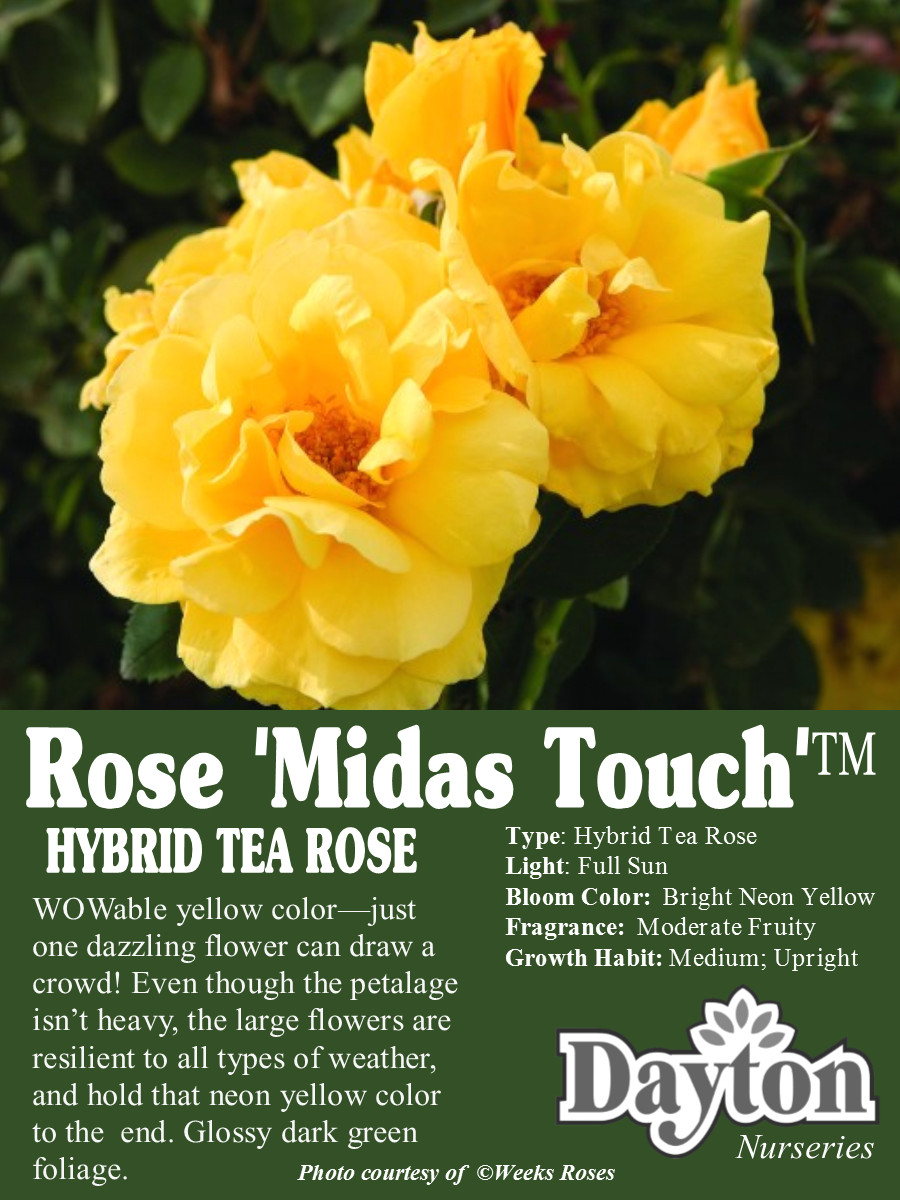 Drawing Large Flowers Rose Midas touch A Hybrid Tea Rose Wowable Yellow Color Just