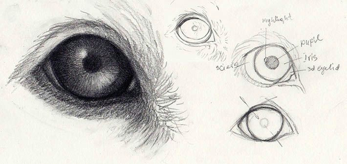 Drawing Lifelike Eyes How to Draw Dog Eyes that Look Amazingly Realistic Animals and