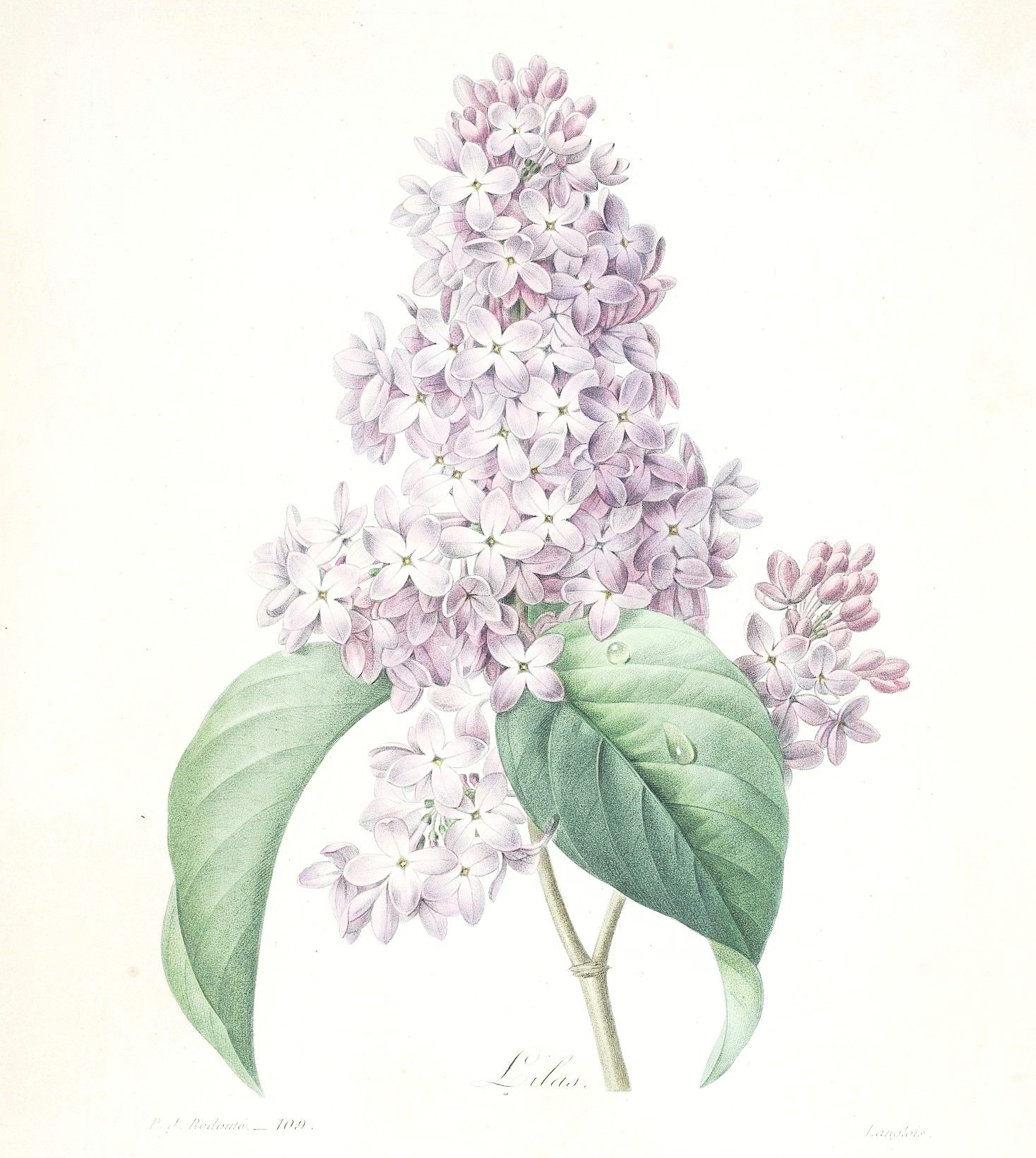 Drawing Lilac Flowers Gravures De Fleurs Par Redoute Tats Botanical Prints Tattoos