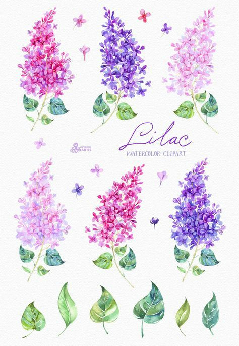 Drawing Lilac Flowers Lilac Watercolor Clipart Card Floral Elements Wedding Invitation