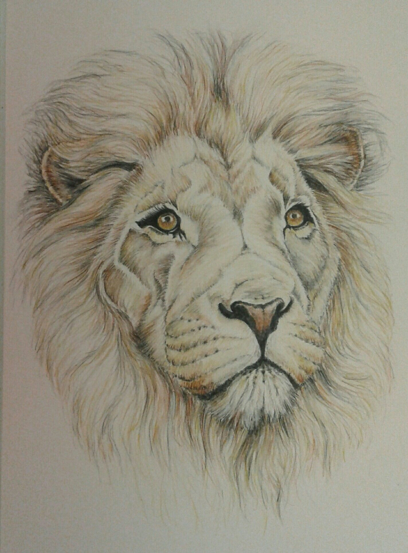 Drawing Lion Eyes Lion In Watercolour Pencil Sketchbooks Pinterest Drawings