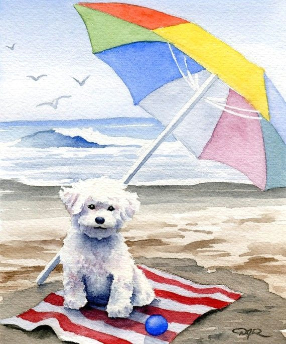 Drawing Little Dogs Bichon Frise Art Print Bichon Frise at the Beach by Artist Dj