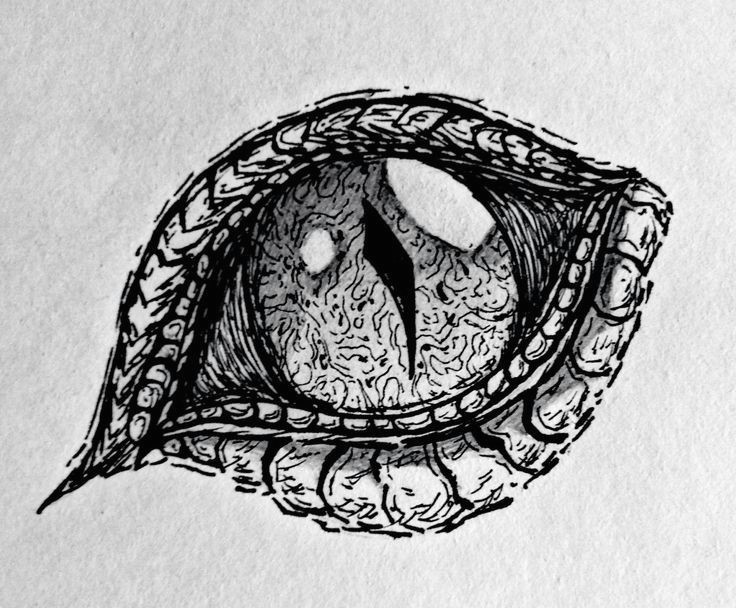 Drawing Lizard Eye Cool Dragon Eye Drawings In Pencil 3 Decoration Dragon