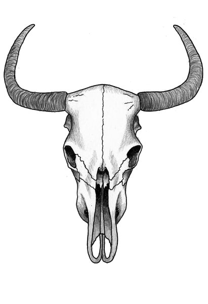 Drawing Longhorn Skull andreas Naujoks Famnaujoks On Pinterest