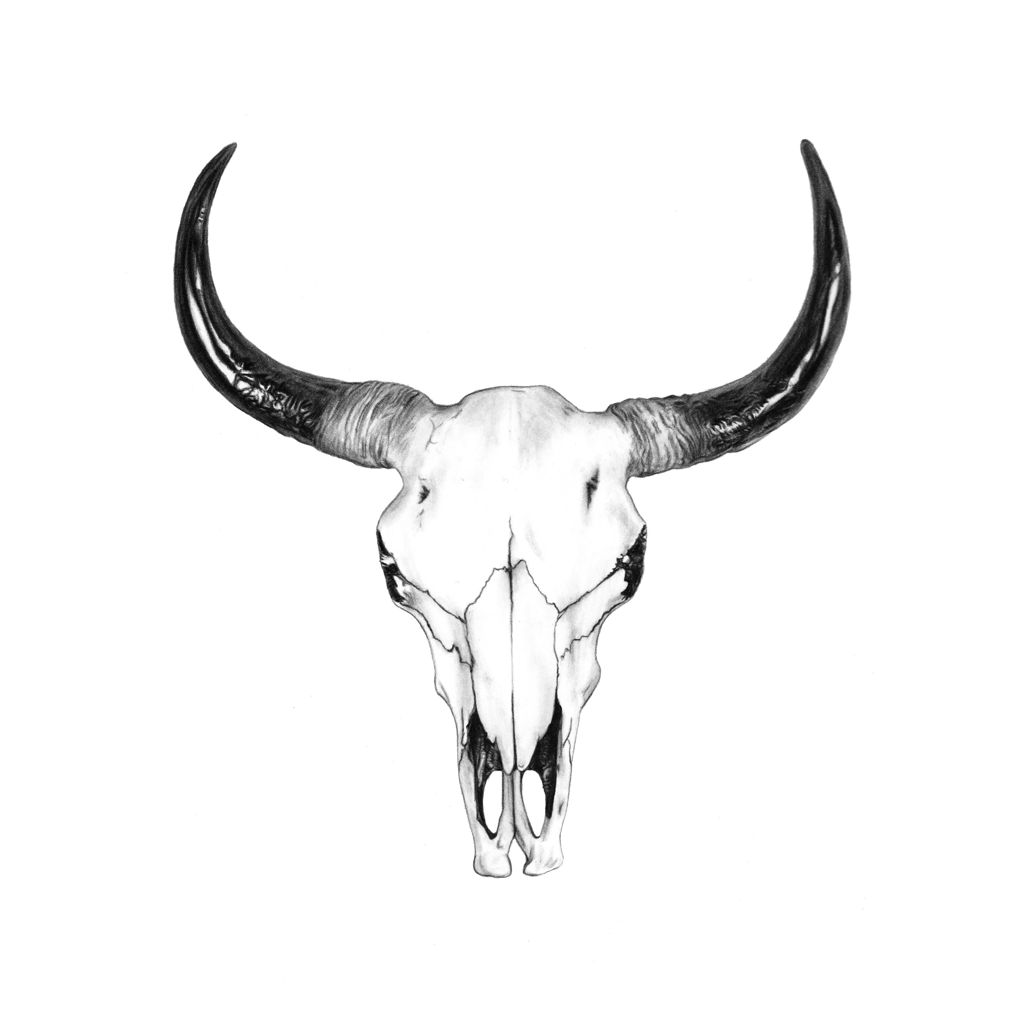 Drawing Longhorn Skull andreas Naujoks Famnaujoks On Pinterest