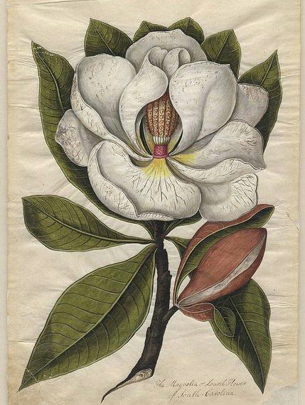 Drawing Magnolia Flowers D D N D D D N Dµn Dod N D D D N N N N D N D N 2 882 N D N D D N D N D D Botanic In 2018