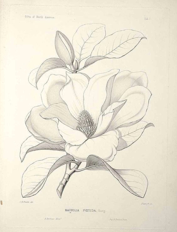 Drawing Magnolia Flowers Magnolia Grandiflora L as Magnolia Foetida L Sarg Bull Bay