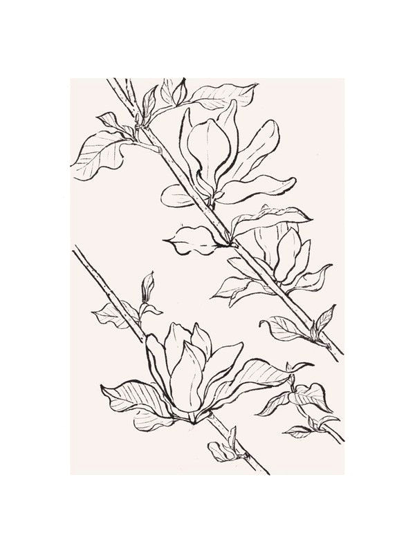 Drawing Magnolia Flowers Magnolia Study Drawing Limited Edition Art Print by Qing Ji My