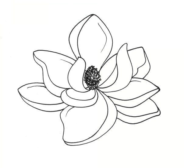 Drawing Magnolia Flowers Pin by Arch On Flower Drawing In 2019 Drawings Magnolia Tattoo