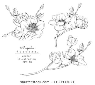 Drawing Magnolia Flowers Sketch Floral Botany Collection Magnolia Flower Drawings Black and