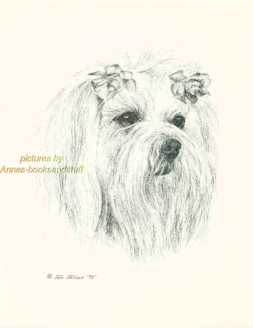 Drawing Maltese Dogs 44 Maltese Dog Art Print Pen and Ink Drawing Jan Jellins Ebay
