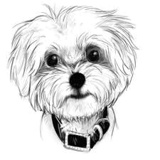 Drawing Maltese Dogs 71 Best Maltese Images Dog Paintings Drawing S Drawings Of Dogs