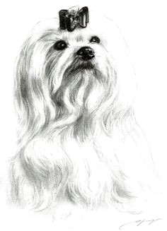 Drawing Maltese Dogs Die 672 Besten Bilder Von Maltese Pets Dogs Und Maltese