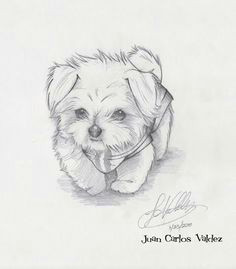 Drawing Maltese Dogs Quick Graphite Sketch Of A Labrador Puppy Cat Drawing In 2019