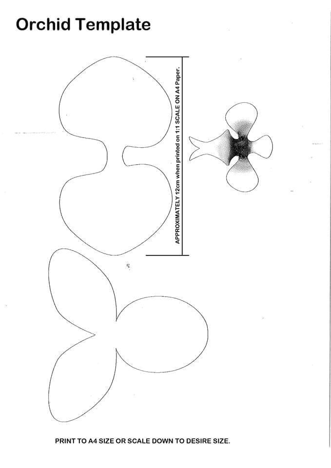 Drawing Master Class Flowers Pdf orchid Template Flower Free Templates Paper Flowers Paper Ve