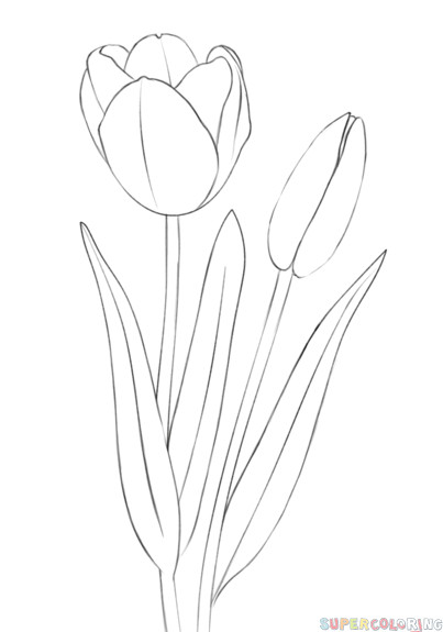 Drawing Masterclass Flowers How to Draw A Tulip Step by Step Drawing Tutorials Draw Flowers