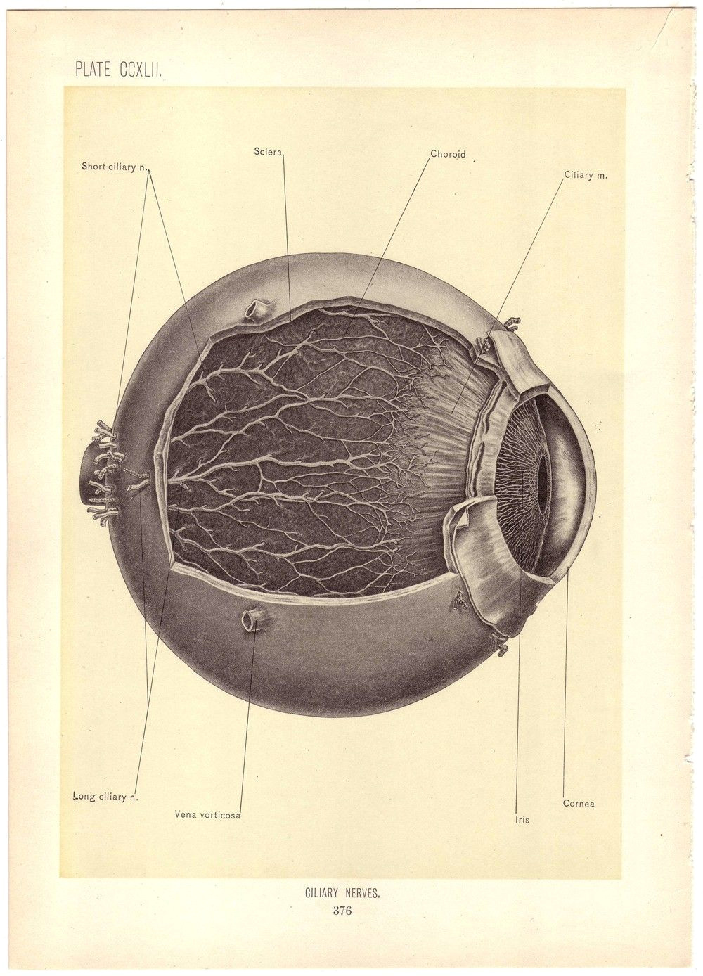 Drawing Natural Eye Old Medical Illustration Pen Paper Medical Illustration