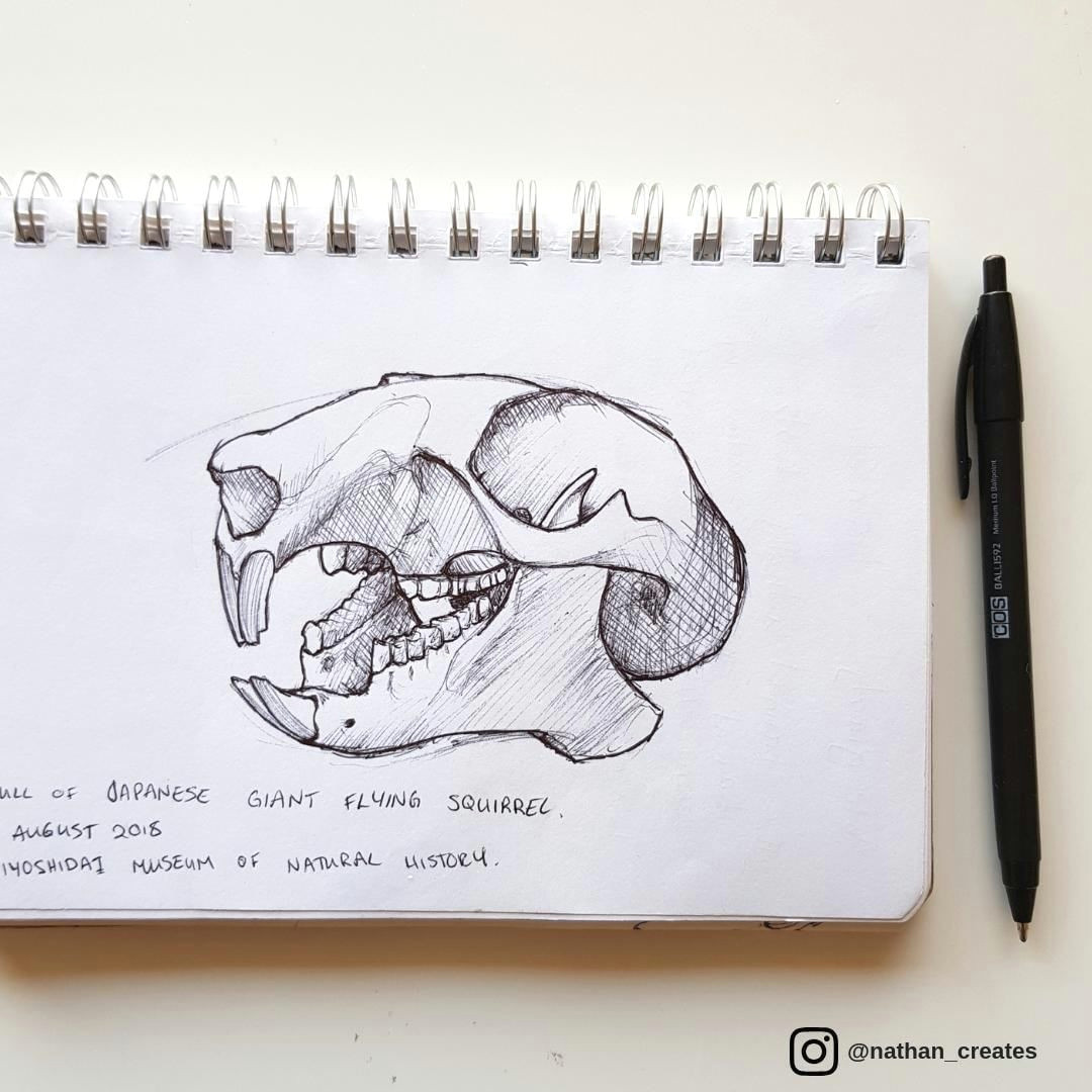 Drawing Natural Things This is A Sketch I Did Of A Skull Of A Japanese Giant Flying