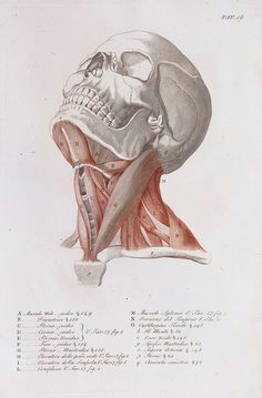 Drawing Neck Muscles 7 Best Neck Drawing Images Neck Drawing Sketches Drawing Heads