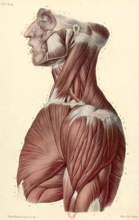 Drawing Neck Muscles Muscles Head Neck and torso Figure Drawing Anatomy Pinterest