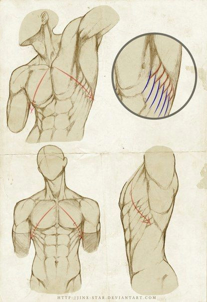 Drawing Neck Muscles Pin by Trex Guts06 On Reference In 2018 Pinterest Drawings