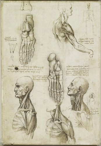 Drawing Neck Muscles Recto the Throat and the Muscles Of the Leg Verso the Bones Of