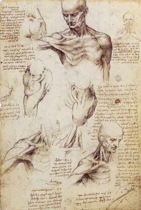 Drawing Neck Muscles Shoulder and Neck 3 Leonardo Da Vinci In 2018 Leonardo Da