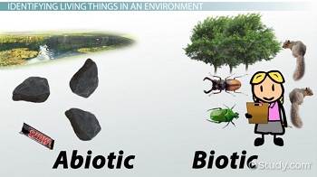 Drawing Non Living Things Characteristics Of Living Things Video Lesson Transcript Study Com