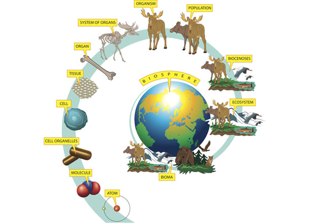 Drawing Non Living Things What is Biology the Science and Study Of Living organisms