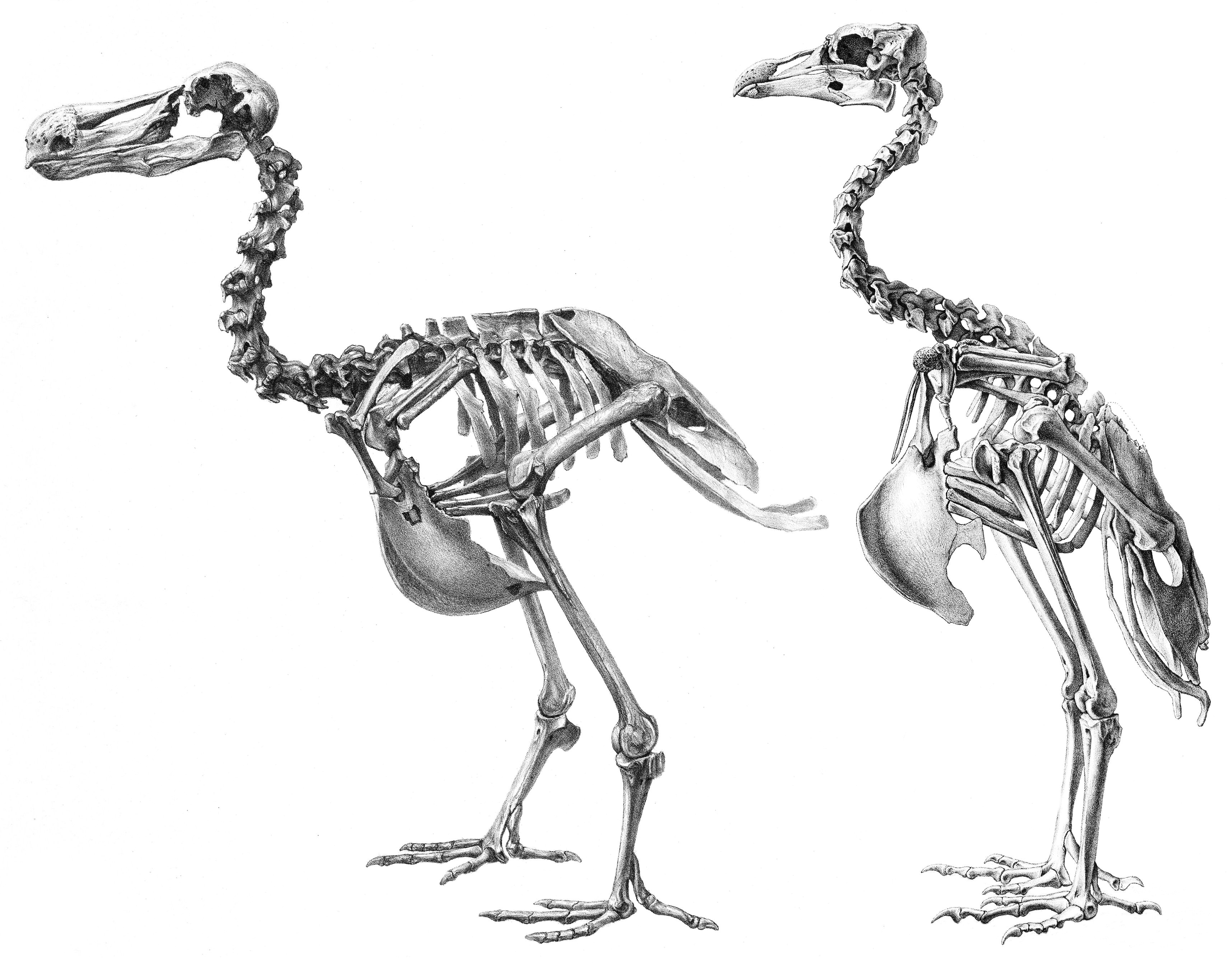 Drawing Not to Scale Dodo and Rodrigues solitaire Skeletons Compared Not to Scale Dodo