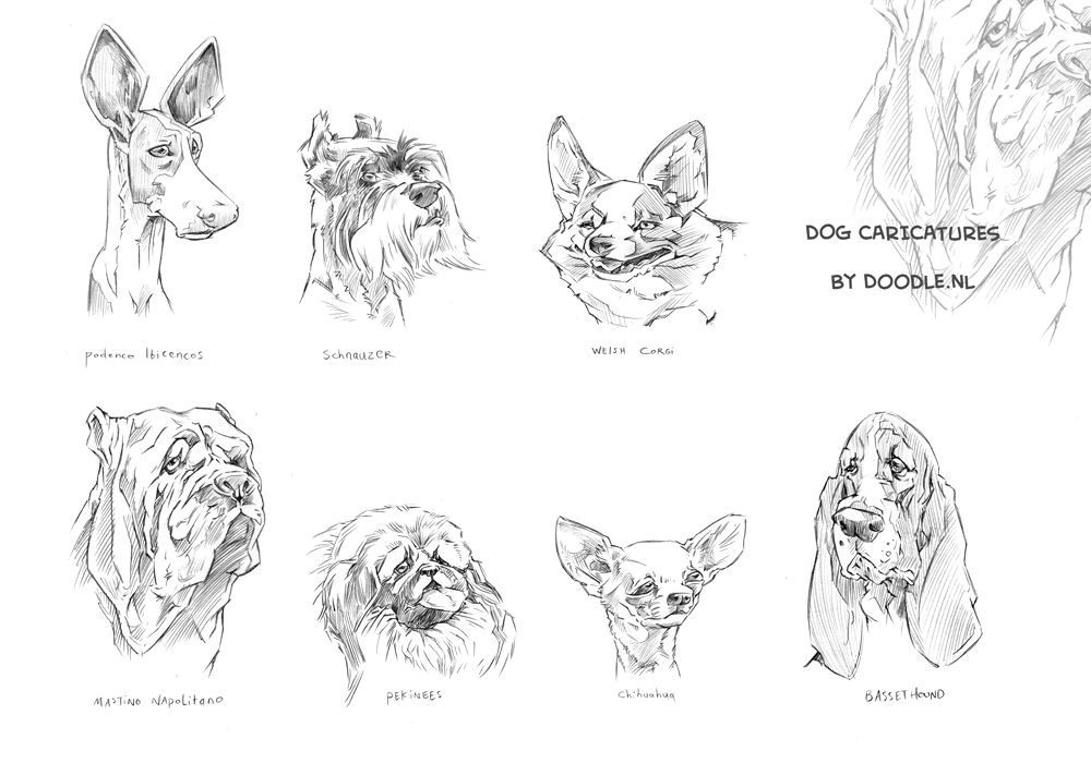 Drawing now Dog Dogcaricatures Google Search Illustrations Caricature