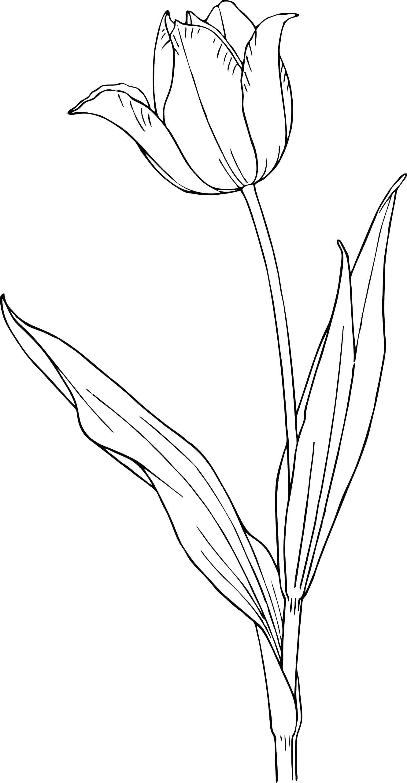 Drawing Of 3 Flowers Tulip Tattoo Sample 3 Body Art Tulip Tattoo Tulips Tattoos