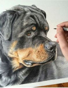 Drawing Of 3d Dog 1718 Best Colored Pencil Artist and Info Images In 2019 Colouring