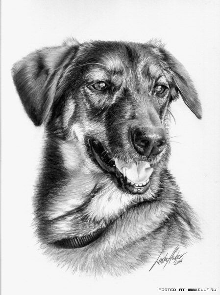 Drawing Of 3d Dog Awesome Pencil Work Linda Huber Drawings Paintings Pencil